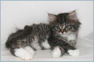 Female Siberian Kitten from Deedlebug Siberians